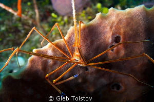 Arrow crab taken with Tokina 10-17 FE by Gleb Tolstov 